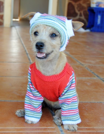 De hippie. De hippie.