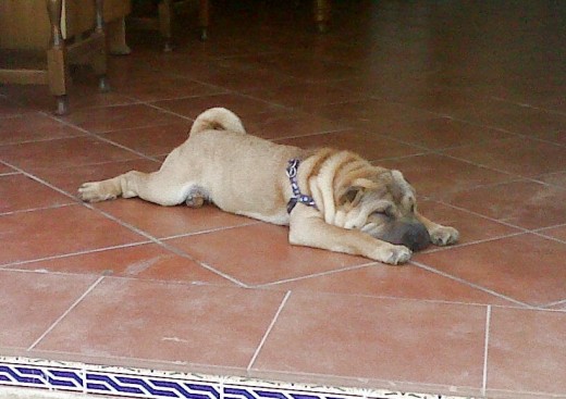 mi xikitina durmiendo mi xikitina durmiendo