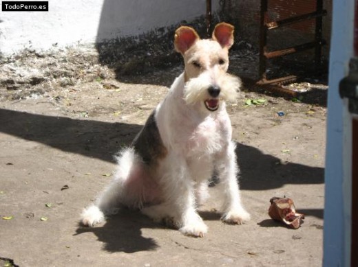 Brisa es una perrita muy hermosa que lo que mas le gusta es salir a pasear todas las tardes con su dueña!! Brisa es una perrita muy hermosa que lo que mas le gusta es salir a pasear todas las tardes con su dueña!!