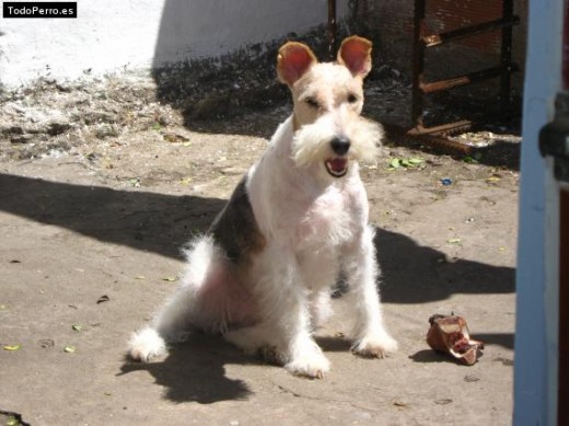 Brisa es una perrita muy hermosa que lo que mas le gusta es salir a pasear todas las tardes con su dueña!!