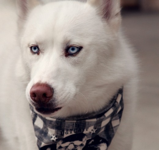 Mi husky siberiano Winter :3