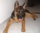 este es mi perro lo kiero mucho se llama jackie tiene 7 meses pesa 27Kg este es mi perro lo kiero mucho se llama jackie tiene 7 meses pesa 27Kg
