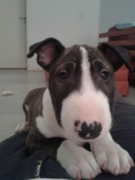 vito a los 57 dias vito a los 57 dias