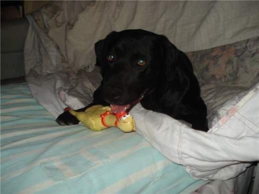 Aqui podeis ver a mi cachorro, bueno tiene casi 5 años... Aqui podeis ver a mi cachorro, bueno tiene casi 5 años...