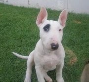 el es darion el es darion