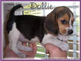 Dollie es la perrita mas buena y respetable.