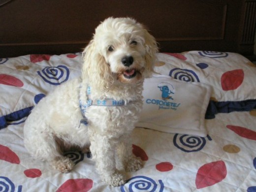 Mi perrita mezcla de Caniche y Cocker Spaniel.
