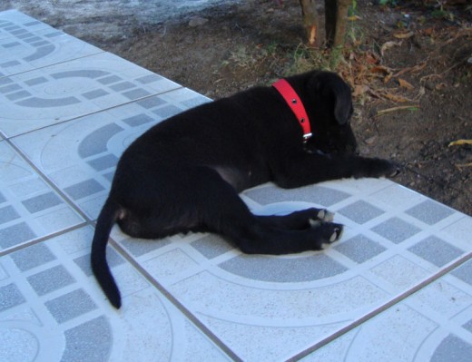 descansando....(2 meses) descansando....(2 meses)