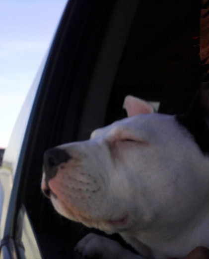 Disfrutando un paseo por carretera
