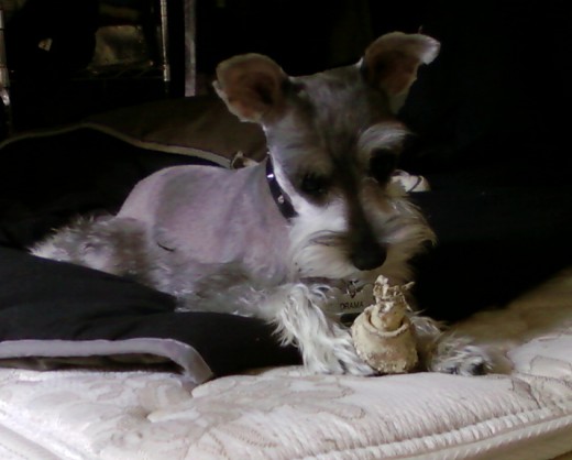en mi cama disfrutando su carnaza :P