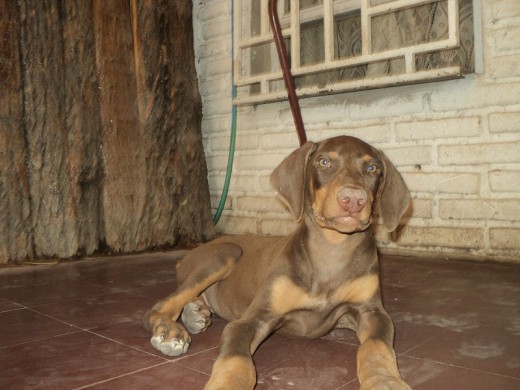 Elvis
Doberman Americano Elvis
Doberman Americano