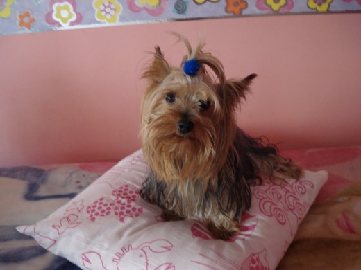 Mi iker con cara de perro bueno de lo que es un trozo de pan :) Mi iker con cara de perro bueno de lo que es un trozo de pan :)