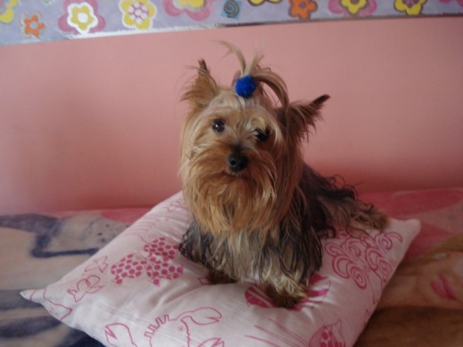 Mi iker con cara de perro bueno de lo que es un trozo de pan :) 