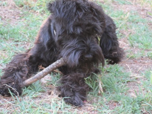 DuKe! mi gordo jugando con los palos en el campo! jejeje