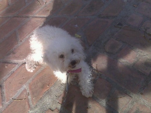 Sacando de paseo a la gorda más bella ♥