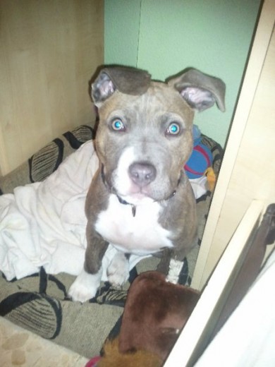Gipsy con tres meses Gipsy con tres meses