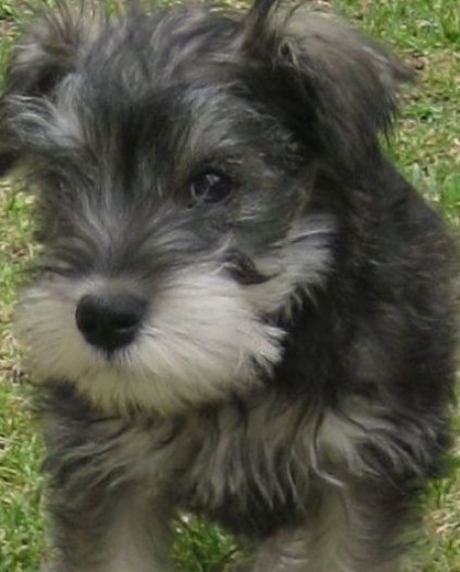 es un hermoso perrito es un hermoso perrito