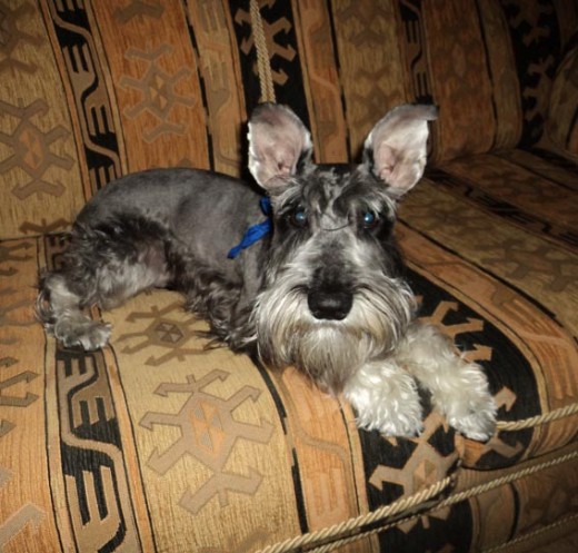 ...SoY un PErrItO mUY AlEgRE y JUGUeTon... ...SoY un PErrItO mUY AlEgRE y JUGUeTon...