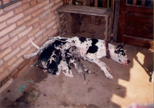 MI HERMOSA PERRITA LULU.., TUVO 12 CACHORRITOS., EN ESTA FOTO Y UNA DE ELLAS ERA LAYKA