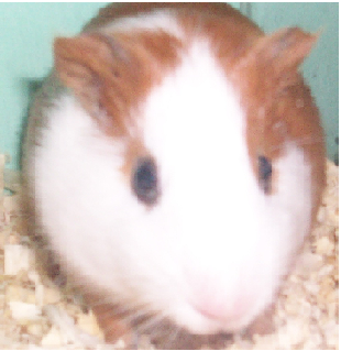 rico jja rico jja