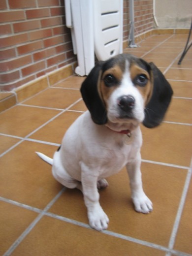 Kira con tres meses =D Kira con tres meses =D