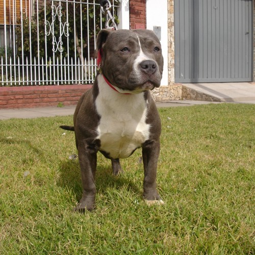 American Bully
UKC & ABKC PEDIGREE
www.houseofpainkennel.com