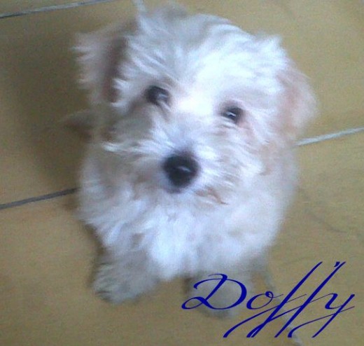 El jugueton & cariñoso .. Doffy El jugueton & cariñoso .. Doffy