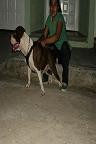 mi pit red nose llamado neikan mi pit red nose llamado neikan