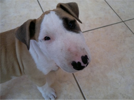 este aquiles, mi primer bull, tenía 2 meses y una semana este aquiles, mi primer bull, tenía 2 meses y una semana