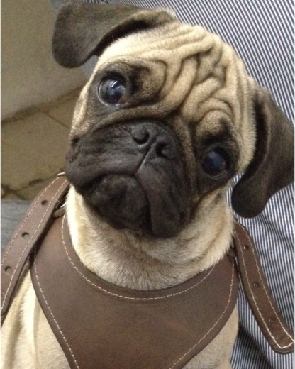mi guapo frank mi guapo frank