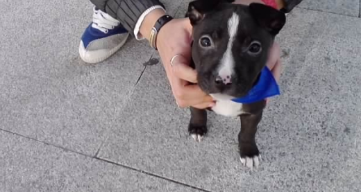 En su primer paseo. En su primer paseo.
