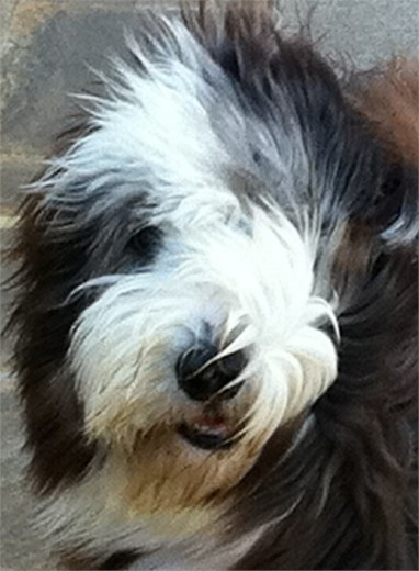 fredie,bearded collie o collie barbudo .