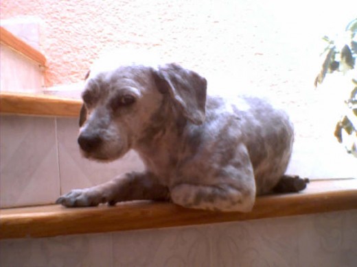 Mi viejito tomando el sol en la escalera Mi viejito tomando el sol en la escalera