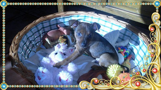 MI BOSHA CON SUS JUGETES FAVORITOS.A PUNTO DE CUMPLIR 2 MESES MI BOSHA CON SUS JUGETES FAVORITOS.A PUNTO DE CUMPLIR 2 MESES
