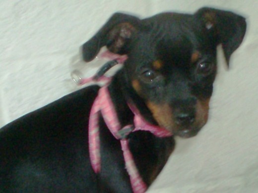 Mi perrita chiquita Mi perrita chiquita