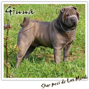 Ginna Diamond Blue - shar pei azul de Lux Mundi, excelente perrita de línea americana, proporción compacta