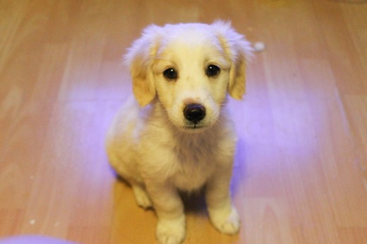 Goldy es una mezcla de un golden retriever y una perra mestiza 