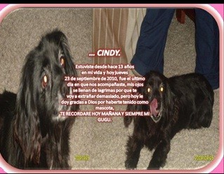cindy era muy bravita, y poco juguetona pero me hace mucha falta.....y nunca ninh¿guna mascota la va a remplazar ella siempre sera mi gugu cindy era muy bravita, y poco juguetona pero me hace mucha falta.....y nunca ninh¿guna mascota la va a remplazar ella siempre sera mi gugu