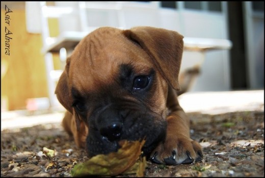 El pequeño Horatio Cane! El pequeño Horatio Cane!