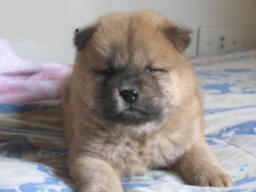 A CA TENGO 45 DIAS DE NACIDO, MIS PADRES SON TOOTO DE COLOR NEGRO Y POMPONA DE COLOR CARMELO AMBOS DE LA MISMA RAZA A CA TENGO 45 DIAS DE NACIDO, MIS PADRES SON TOOTO DE COLOR NEGRO Y POMPONA DE COLOR CARMELO AMBOS DE LA MISMA RAZA