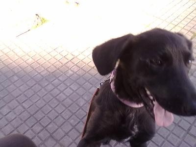 FRANCISCA ES UNA PERRITA HERMOSA QUE ADOPTE HACE POCO Y YA LA AMO CON TODA MI ALMA