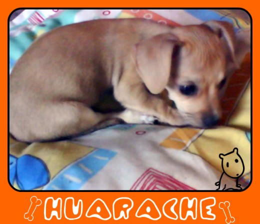 es un BB mui hiperactivo .. todo el dia se la pasa jugando y comiendo.. es una tormenta!!! jajajja es un BB mui hiperactivo .. todo el dia se la pasa jugando y comiendo.. es una tormenta!!! jajajja