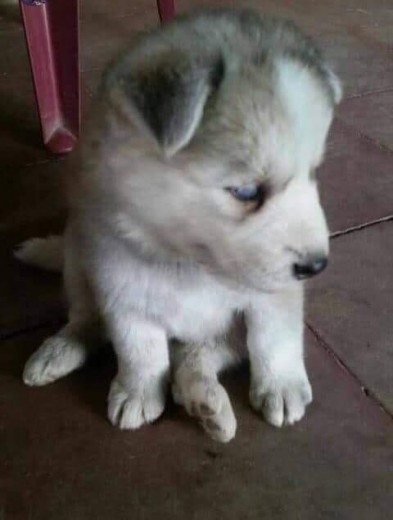 Quisiera saber si es un husky puro tiene 1 mes y medio. tambien tengo un video donde se le ven las orejas levantadas 