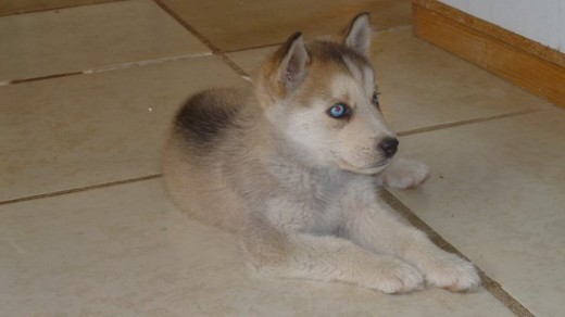 MI (creo) Husky