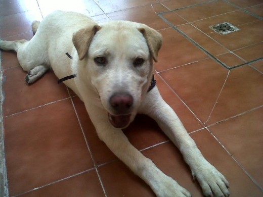 Bayron en su primer dia con nosotros, despues de un buen baño. Bayron en su primer dia con nosotros, despues de un buen baño.