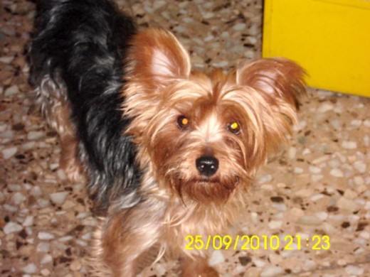 Shyrka, hembrita de 3 años de la raza Yorkshire Terrier. Es la perra más cariñosa del mundo , le encanta que le hagas carantoñas y siempre intenta llamar la atención como sea para que juegues con ella aunque es muy celosa ya que esta muy mimada, pero es un cielo.