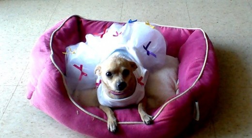 HOLA!!!! SOY MINNYMINE GARCIA ,UNA CHIHUAHUA MUY COQUETA ,,,MUY TRAVIESA, Y JUQUETONA...
