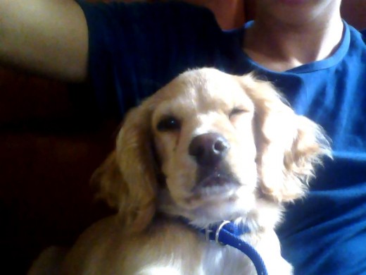 El coqueto