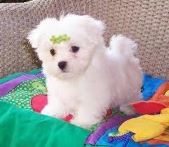 mi perrita muy coqueta como lizzie mi perrita muy coqueta como lizzie