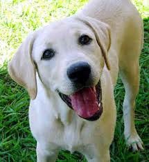 Esta es Carlota, la madre de mis 7 cachorritos. Esta es Carlota, la madre de mis 7 cachorritos.
